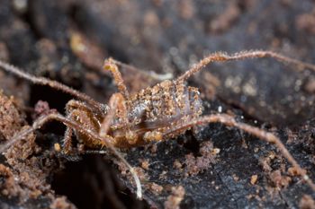 Media type: image;   Invertebrate Zoology 138139